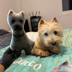 🐾 Cojín Personalizado con la Forma de tu Mascota – ¡Tu Peludo en Versión Achuchable! 🐶🐱